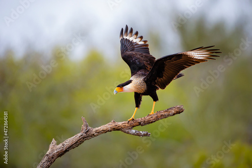Crested Caracara (Caracara cheriway) adult landing on dead limb