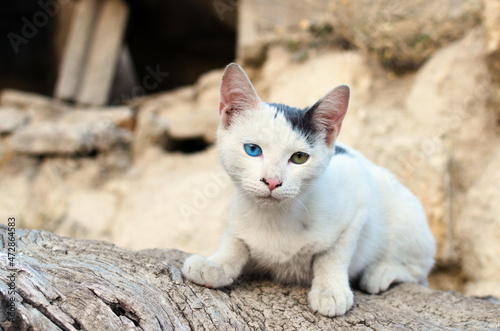 Beautiful white young cat with one blue eye and one green eye. Blurred buildings in the background. Concept of homeless animals in the city