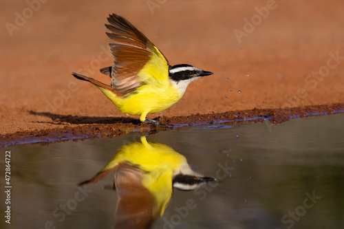 Great Kiskadee (Pitangus sulphuratus) flushing photo