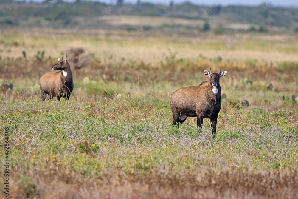 Nilgai (Boselaphus tragocamelus) males on Texas coastal prairie Nilgai (Boselaphus tragocamelus) males on Texas coastal prairie