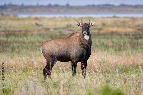 Nilgai (Baselaphus tragocamelus) bull in Texas coastal prairie habitat photo