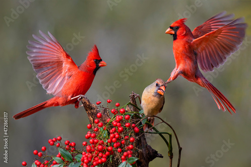 Northern Cardinals (Cardinalis cardinalis) landing © Danita Delimont