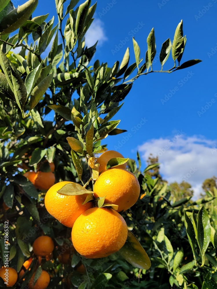 mandarin, tangerine, orange, fruit, food, a tangerine orchard