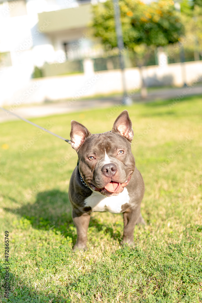 Young American bully dog on grass