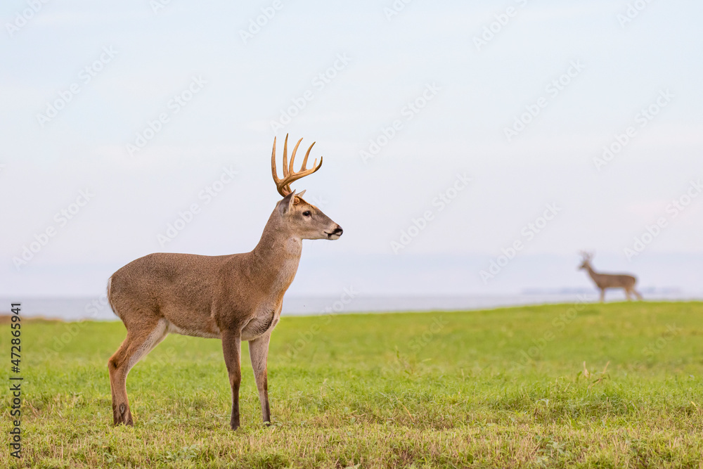 White-tailed Deer (Odocoileus virginianus) buck in meadow White-tailed Deer (Odocoileus virginianus) buck in meadow