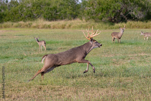 White-tailed Deer (Odocoileus virginianus) male chasing females