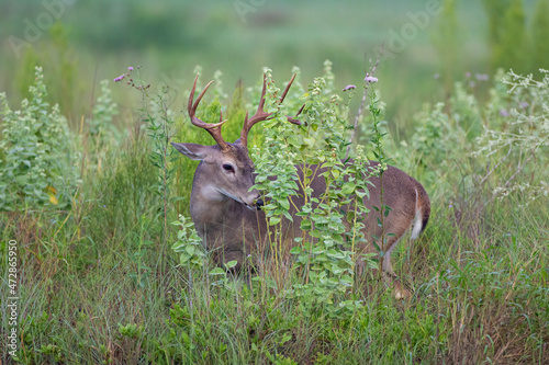 White-tailed Deer (Odocoileus virginianus) male browsing on tall weeds