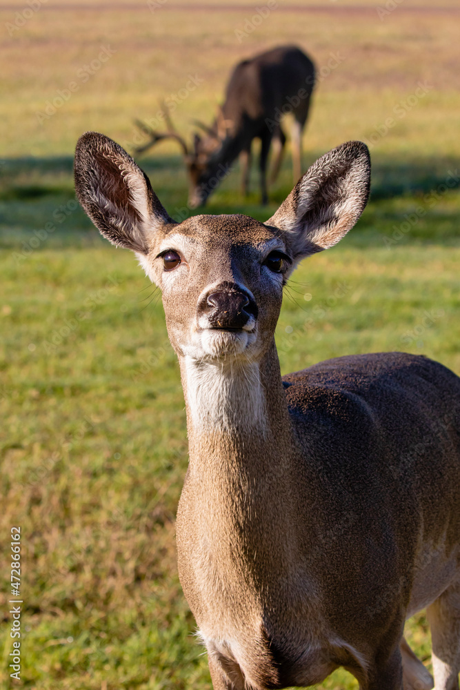 White-tailed Deer (Odocoileus virginianus) buck smelling breeding doe's bed White-tailed Deer (Odocoileus virginianus) buck smelling breeding doe's bed