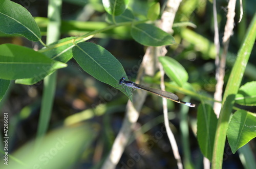 a little dragonfly 