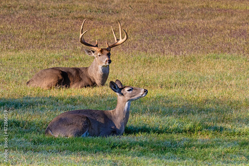 White-tailed Deer  Odocoileus virginianus  breeding pair resting