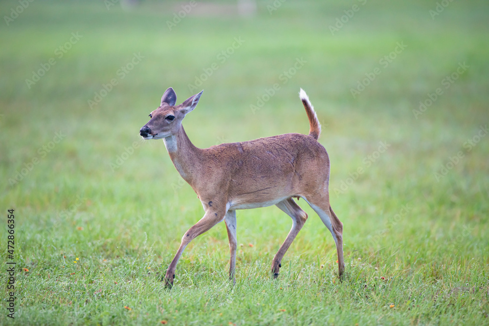 White-tailed Deer (Odocoileus virginianus) doe prancing White-tailed Deer (Odocoileus virginianus) doe prancing