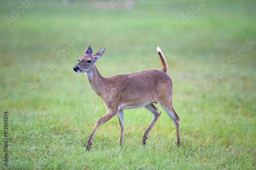 Fototapeta Naklejka Na Ścianę i Meble -  White-tailed Deer (Odocoileus virginianus) doe prancing