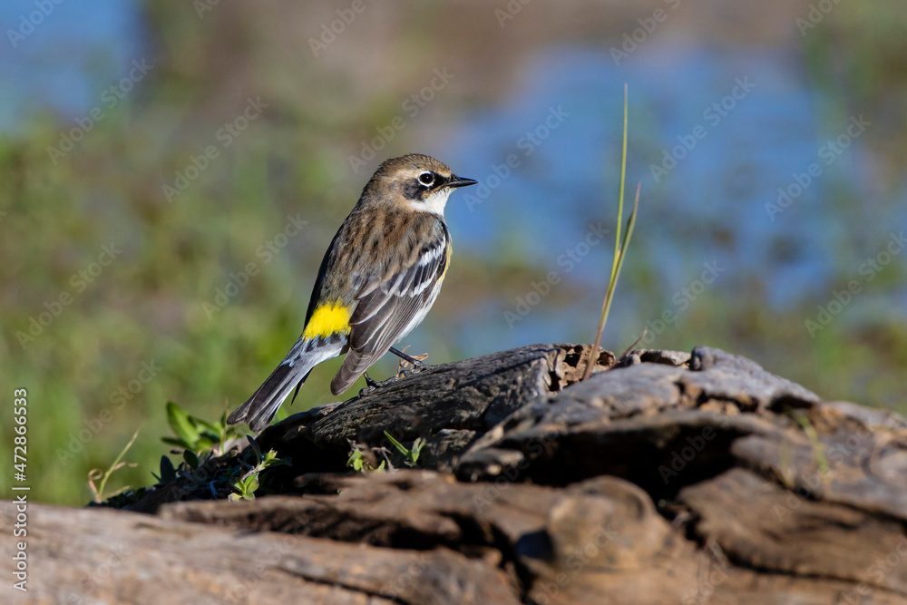 Fototapeta premium Yellow-rumped Warbler (Dendroica coronata) male perched on stump