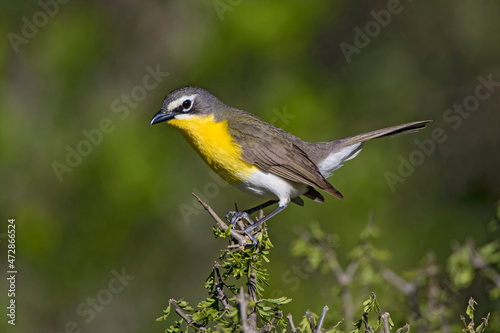 Yellow-breasted Chat (Icteria virens) songbird in brushy habitat