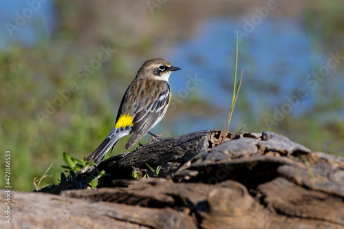 Yellow-rumped Warbler (Dendroica coronata) male perched on stump photo
