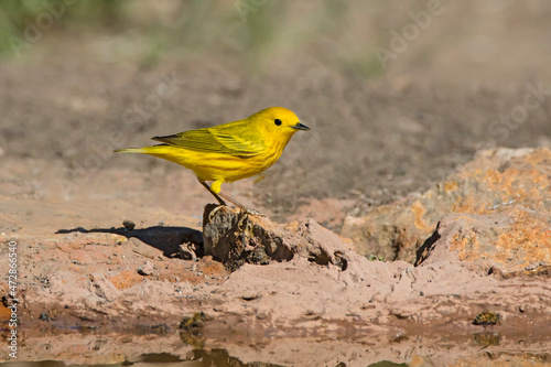 Yellow Warbler (Dendroica petechia) male by pond photo