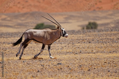 Oryx im Namib Naukluft Nationalpark