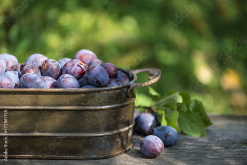 Nahaufnahme saftige, frische blaue Pflaumen aus dem Garten photo