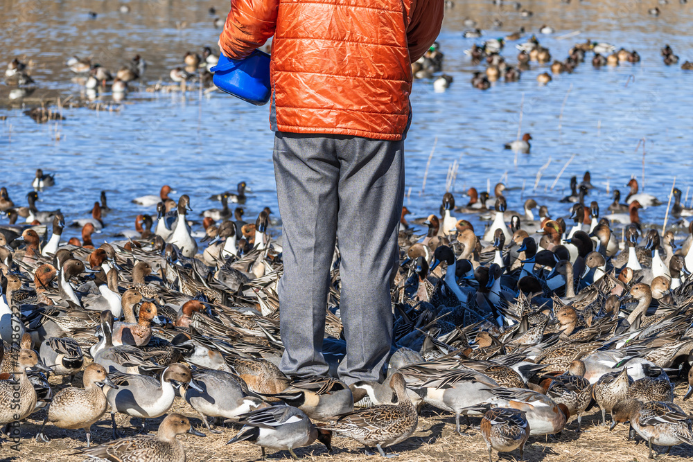 Obraz premium 餌をあげる人に群がるカモ