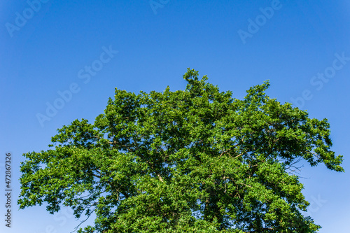part of the crown of a tree with green foliage against the background of a clear blue sky