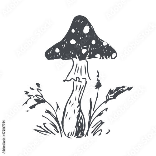 Amanita mushroom. Sketch. Vector illustration.