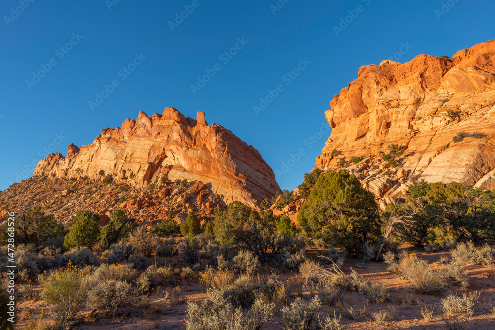 USA, Utah. Capitol Reef National Park, unnamed redrock butte at sunset above pine and juniper trees, Upper Muley Twist Canyon.