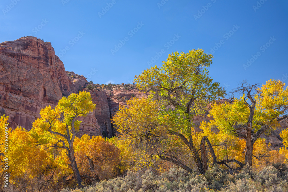 USA, Utah. Grand Staircase Escalante National Monument, sandstone cliffs rise beyond fall colored Fremont cottonwood trees.