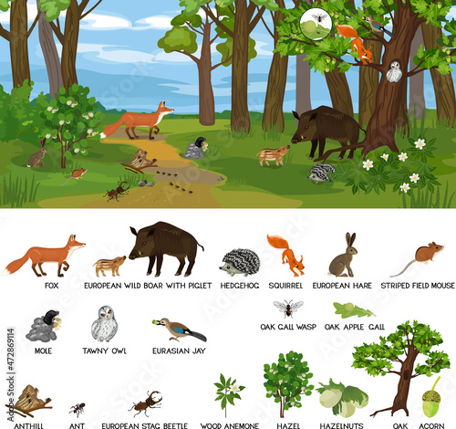 Grove biotope with different animals (mammals, birds, insects) and plants in their natural habitat. Ecosystem of forest