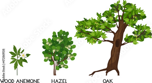 Oak tree, hazel and wood anemone plants isolated on white background