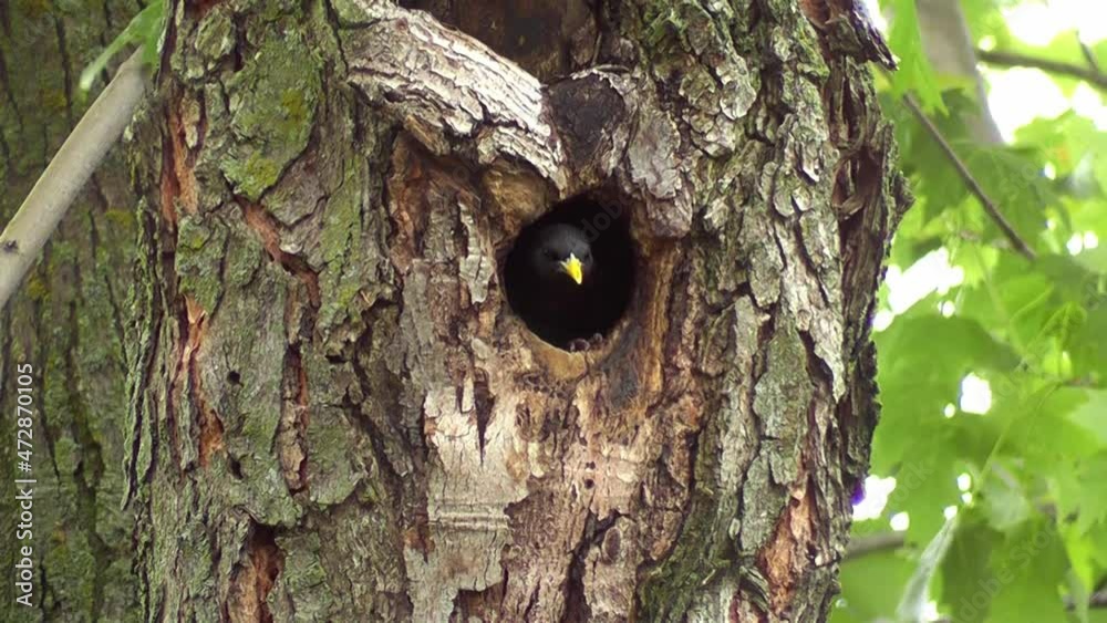 starling bird entering its nest through a hole in a tree trunk, to feed its babies starling bird entering its nest through a hole in a tree trunk, to feed its babies