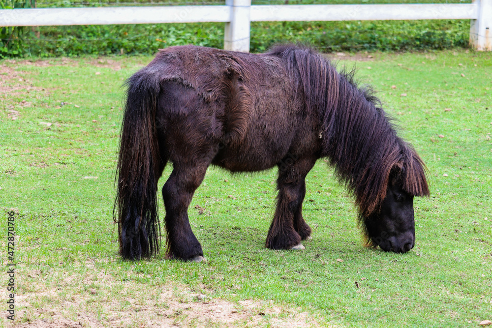 The miniature horse in a green grass field The miniature horse in a green grass field