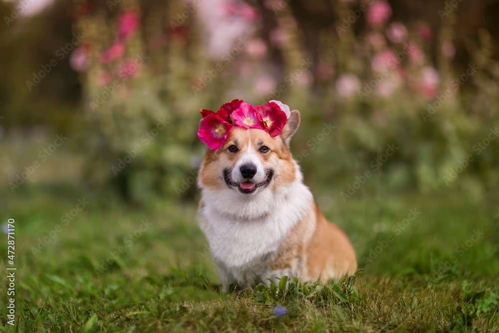 beautiful portrait of a corgi dog sitting on the grass in the garden with a wreath of roses on his head beautiful portrait of a corgi dog sitting on the grass in the garden with a wreath of roses on his head