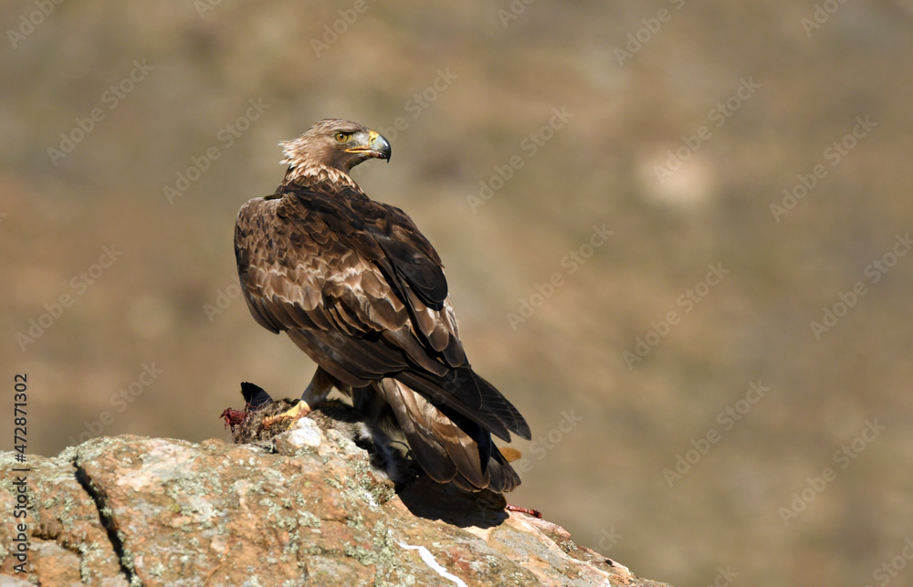 Fototapeta premium el aguila real y sus presas