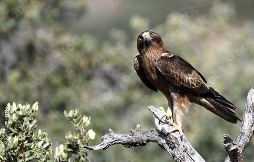 Aguila calzada con plumaje obscuro
