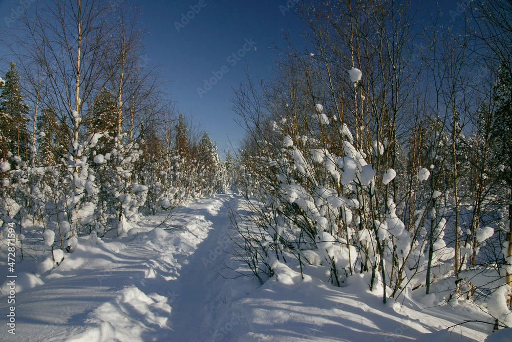 Obraz premium Winter forest.