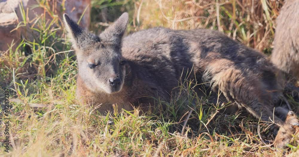 Close up shot of cute Wallaby at Oklahoma Close up shot of cute Wallaby at Oklahoma