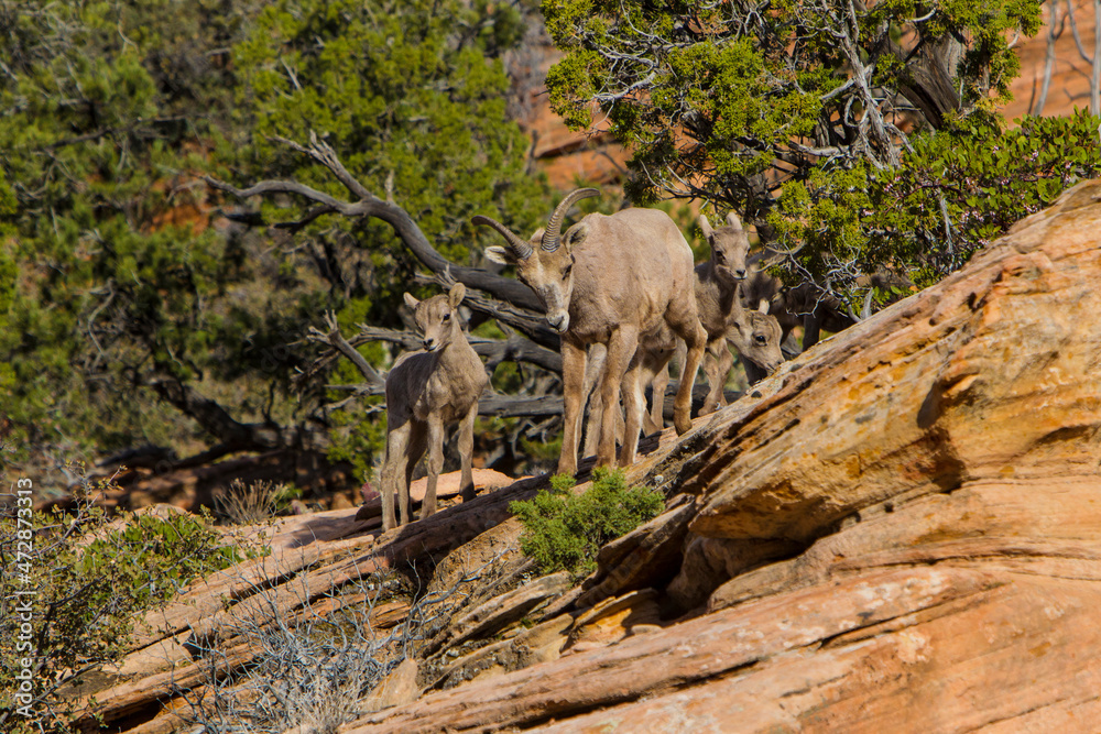USA, Utah, Desert Bighorn sheep on the sandstone cliffs of Zion National Park. USA, Utah, Desert Bighorn sheep on the sandstone cliffs of Zion National Park.