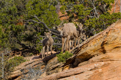 USA  Utah  Desert Bighorn sheep on the sandstone cliffs of Zion National Park.