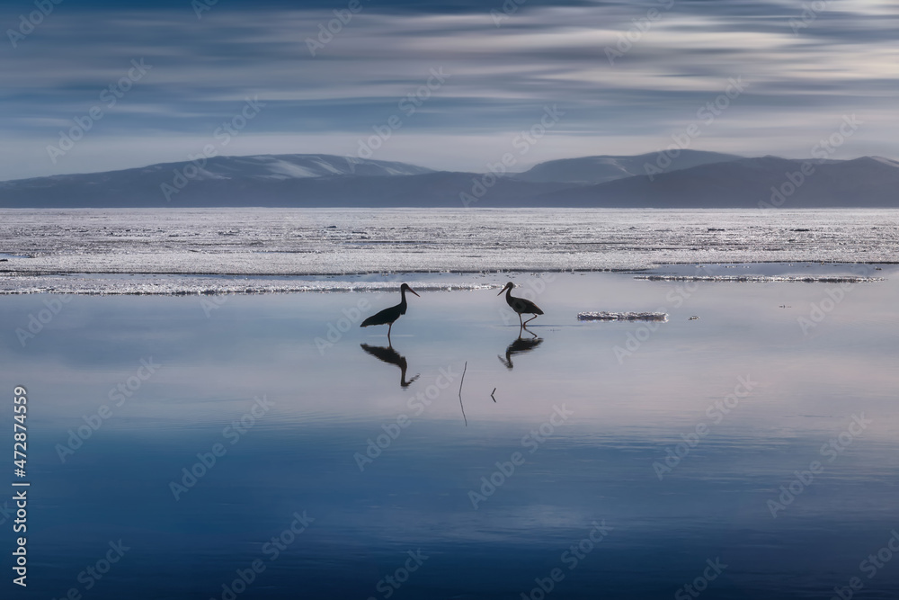 Two black birds stand opposite each other and are reflected in the water. In the background is a lake covered with snow and mountains. Silhouette. Lake Markakol. Kazakhstan.