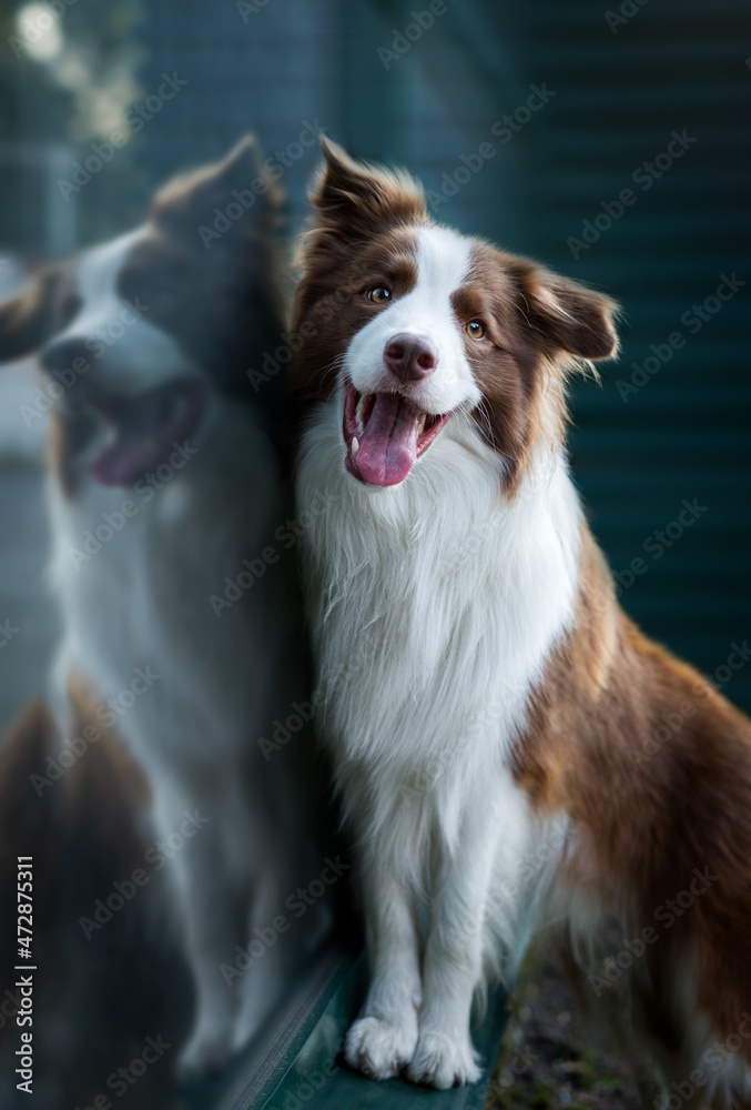 Adorable Young Border collie dog sitting on the ground near glass window. Cute fluffy petportrait.