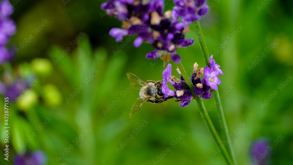 Bee on a purple flower with blurred background Bee on a purple flower with blurred background