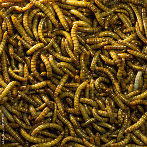 Top view fodder worms for exotic animals