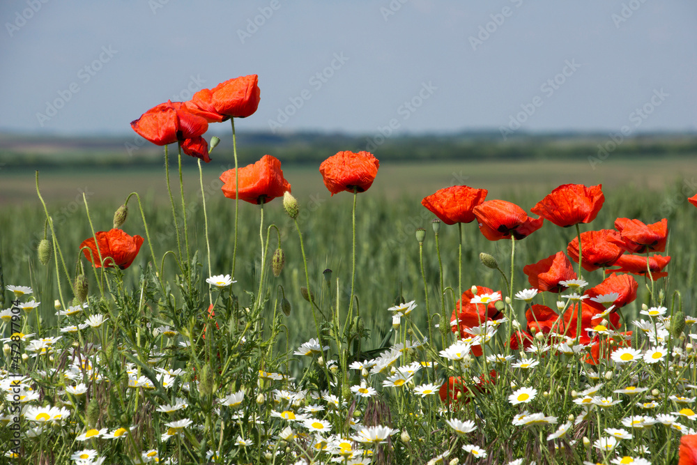 Blooming poppies and other wildflowers along the roadside