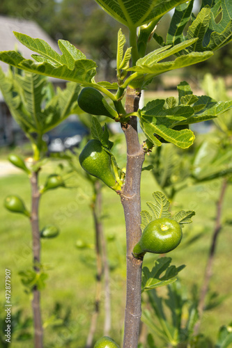 Figs on a tree in a garden