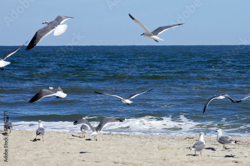 Seagulls on the beach of Tybee Island, Georgia, USA © mayabuns