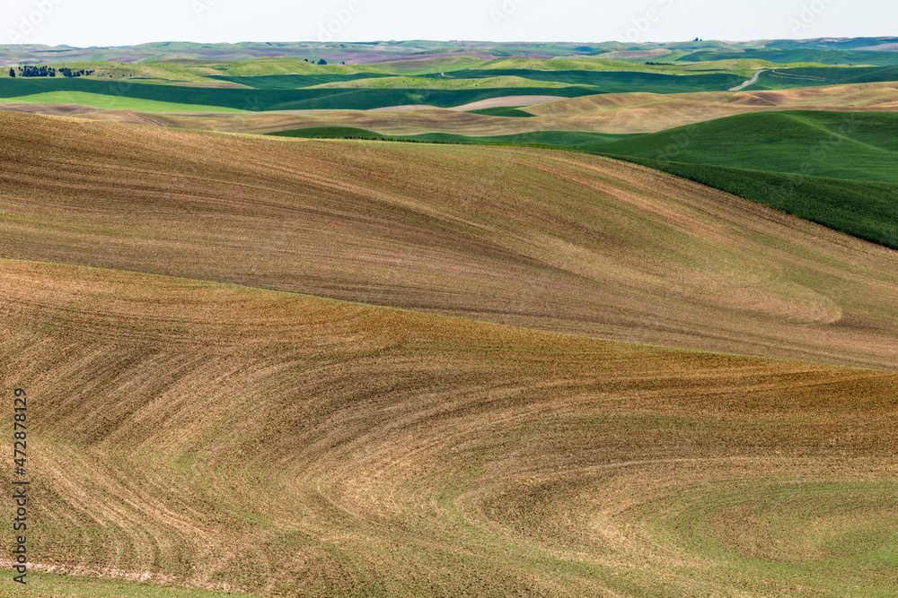 Rolling hills of wheat crop, Palouse region of eastern Washington.
