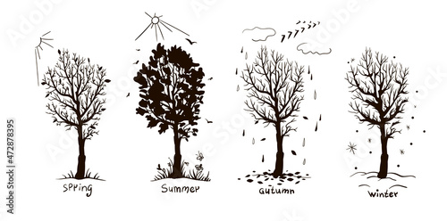 A set of four seasons of the year. Four trees in doodle style showing - spring, summer, autumn and winter. Stock vector illustration isolated on a white background.