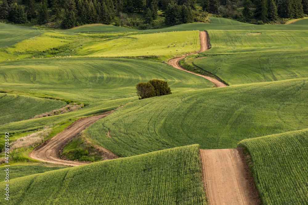 Dirt road winding over rolling green wheat fields, Palouse region of eastern Washington.