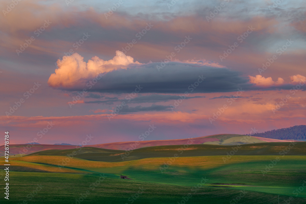 Soft evening light on rolling wheat fields, Palouse region of eastern Washington. Soft evening light on rolling wheat fields, Palouse region of eastern Washington.
