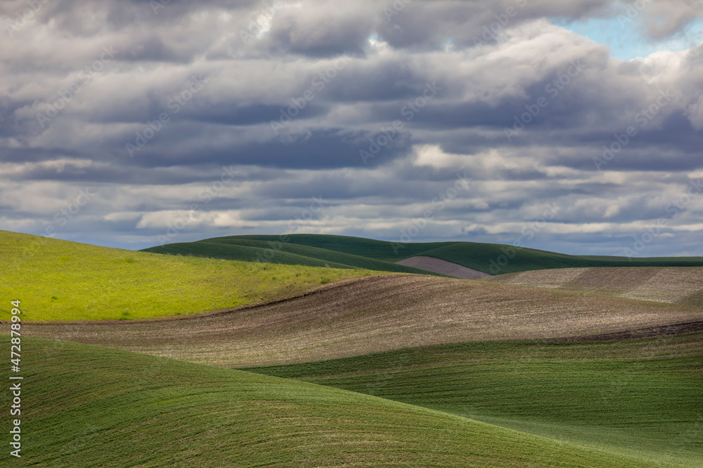 Rolling fields of wheat, Palouse region of eastern Washington. Rolling fields of wheat, Palouse region of eastern Washington.